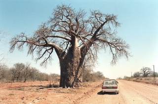 Ce serait la traduction du mot 'baobab' mais je ne sais plus en quelle langue .... Clin d'oeil à Fabien and family, photo prise juste à la sortie du Kruger Park, au nord.